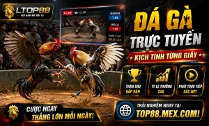 top88 đá gà giao diện mobile