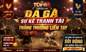 trận đá gà nổi bật top88